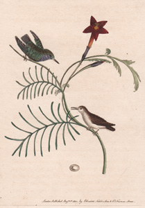 Plate 489  The Least Hummingbird